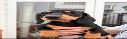 Chihuahua perros en venta: Impresionantes teckel canichen kanichen - Anuncio 7