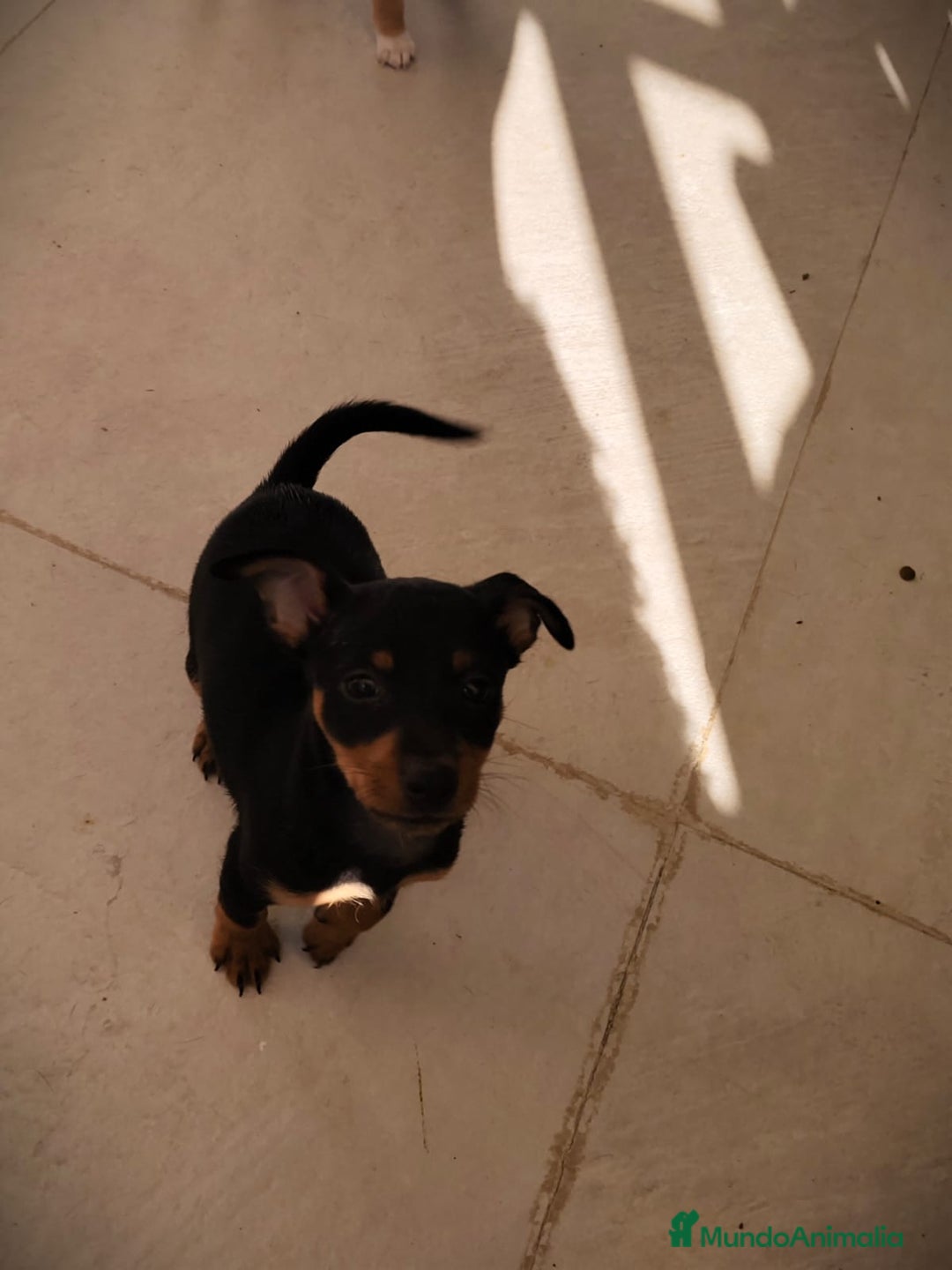 Pinscher Miniatura perros en venta: Mini pinscher machos  - Anuncio 2
