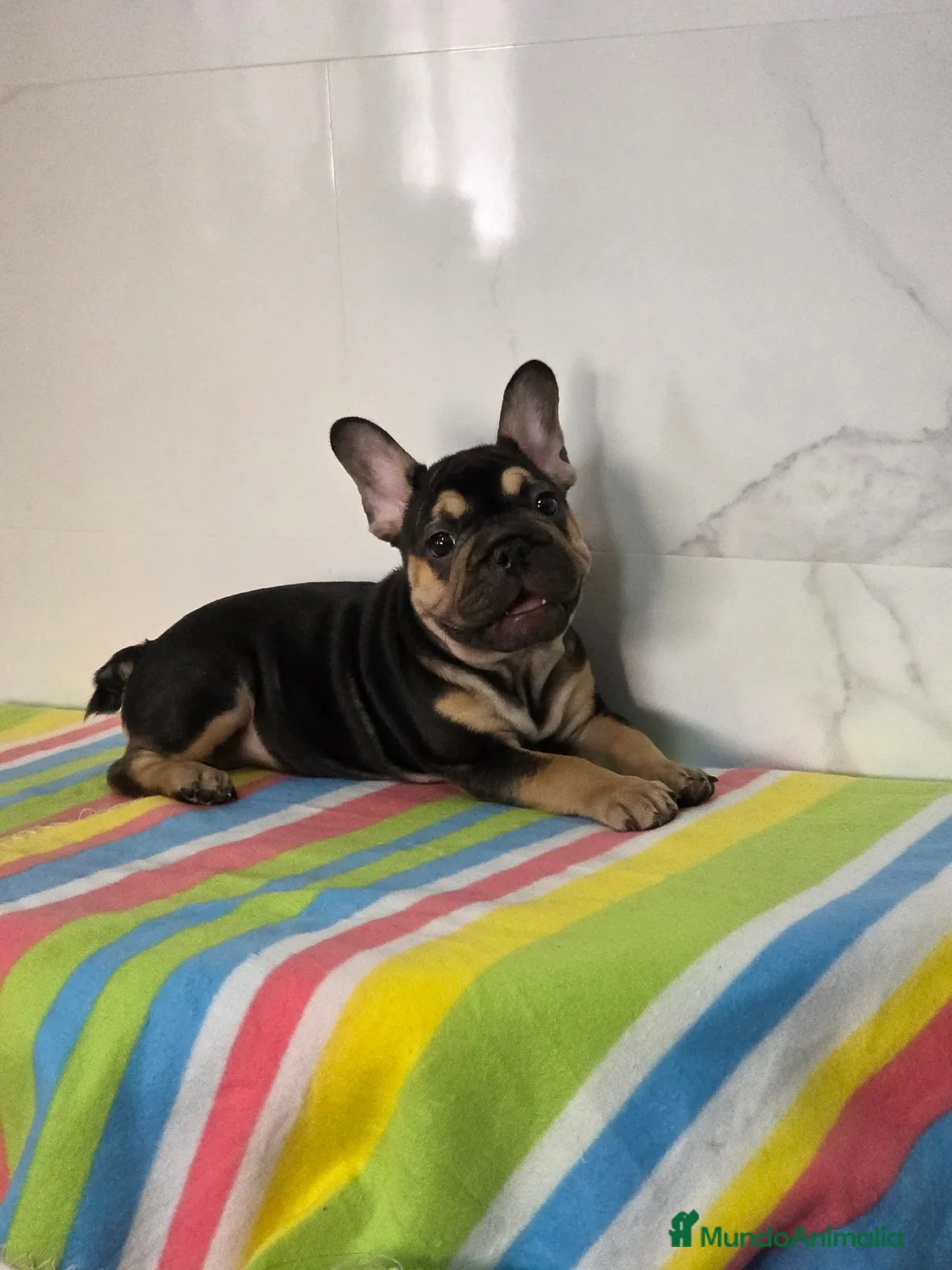 Bulldog Francés perros en venta: Bulldog francés  - Anuncio 2