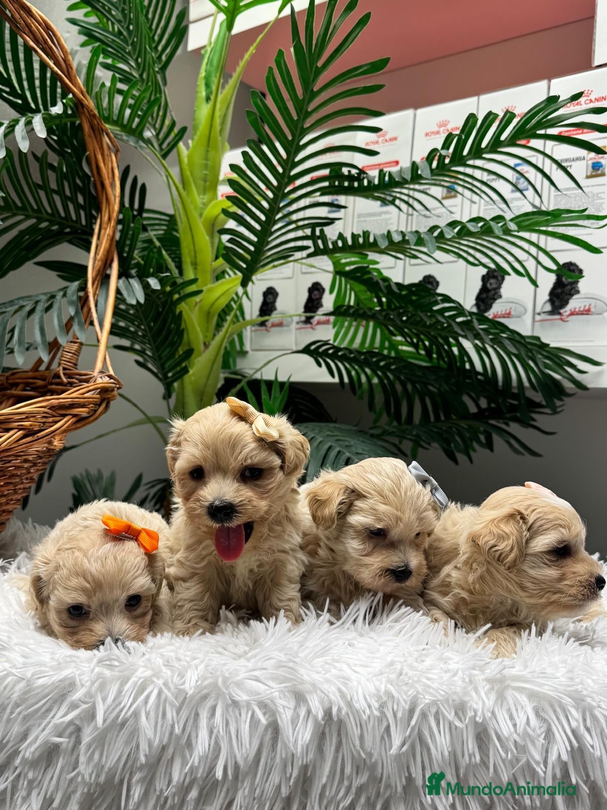 Maltipoo perros MALTIPOO - Anuncio 1