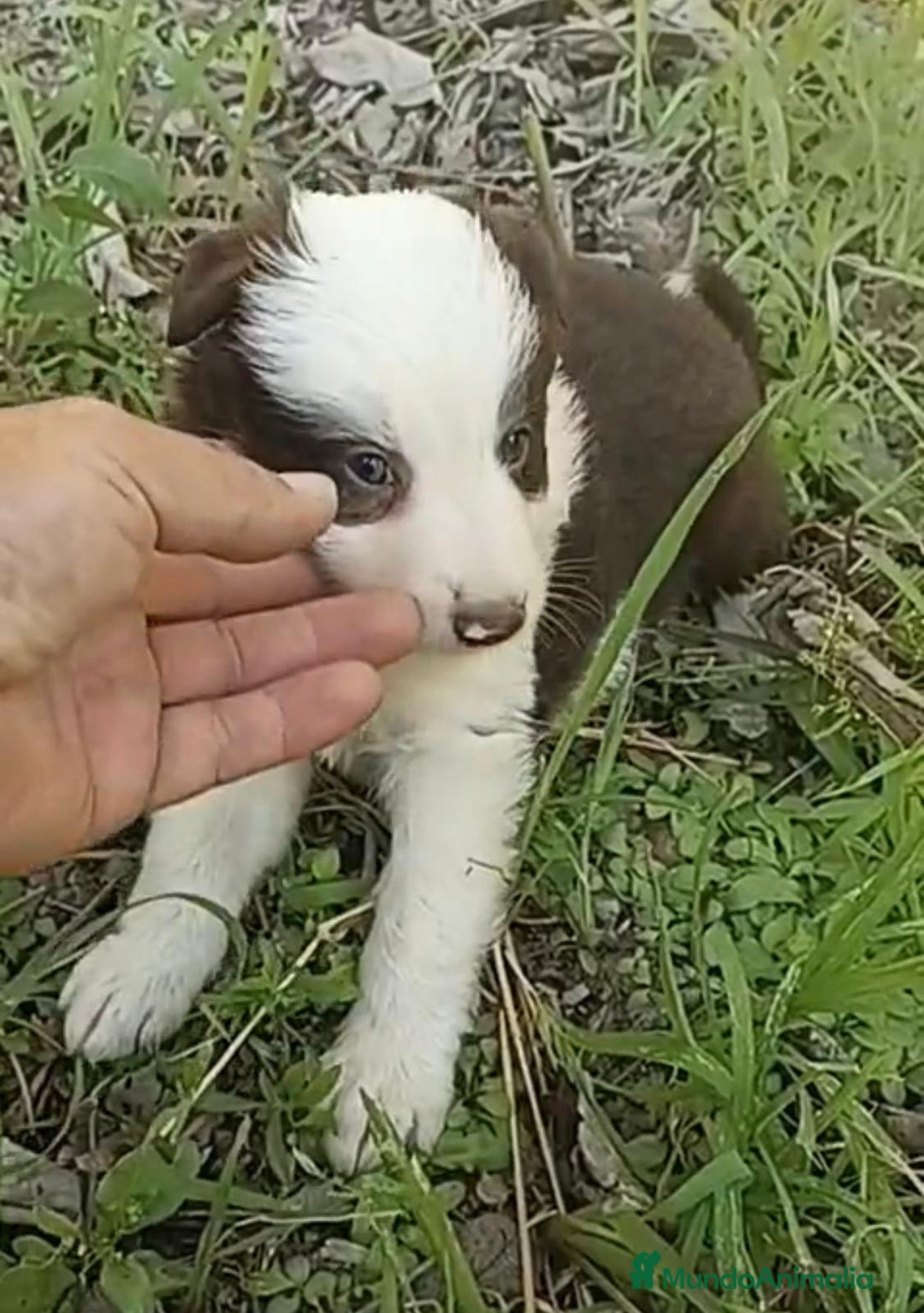 Border Collie perros en venta: Border collie chocolate hembra - Imagen 6
