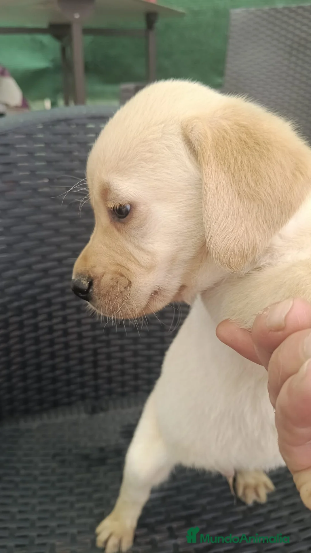 Labrador Retriever perros en venta: Preciosos machos de labrador retriever🐶🐾 - Anuncio 5