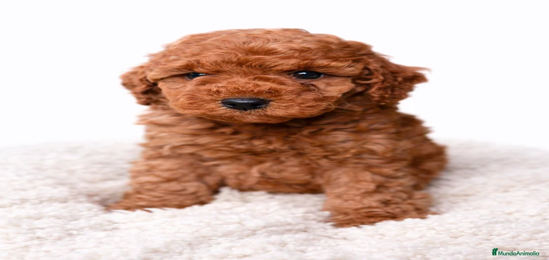 Imagen de galería {{count}}