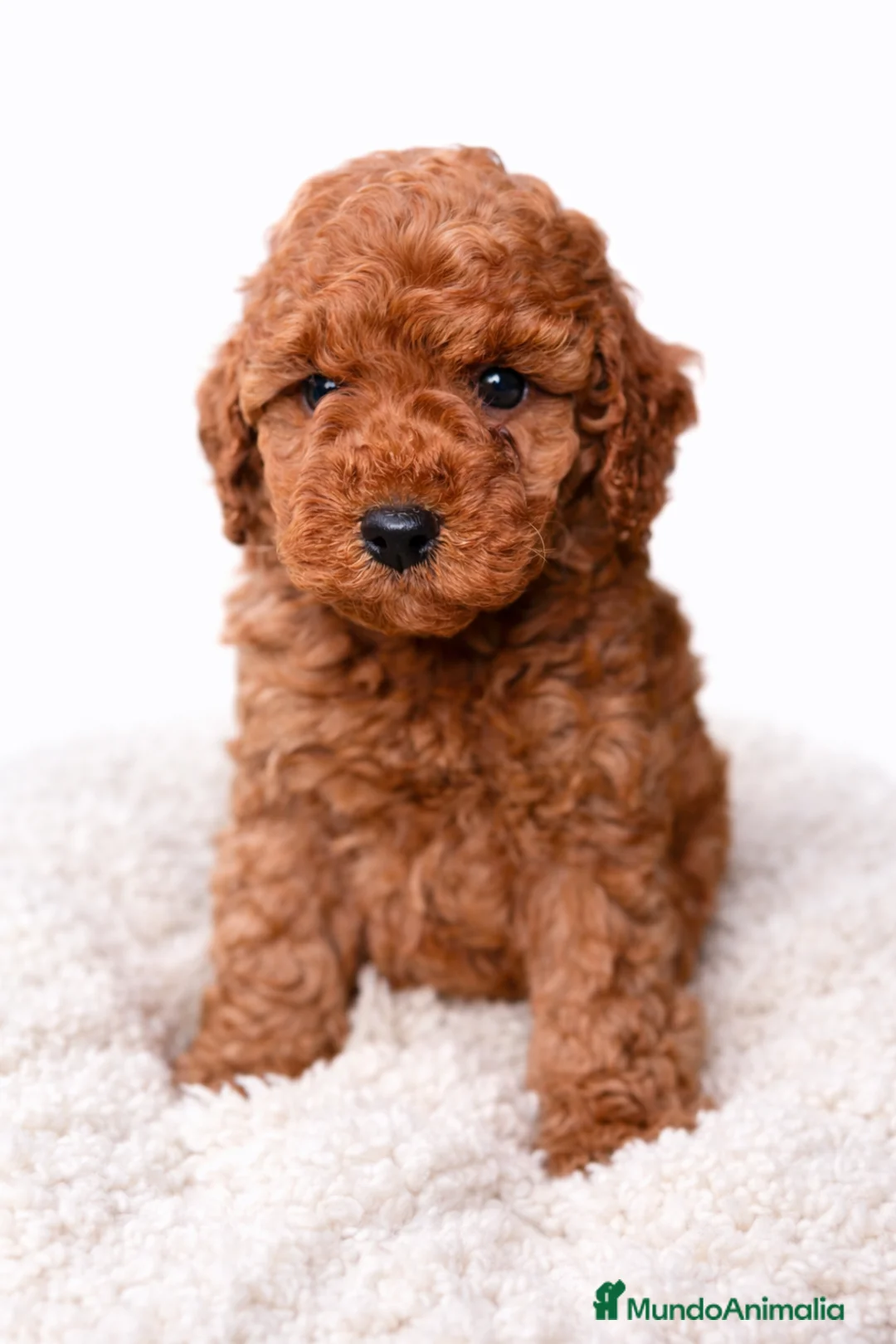 Imagen de galería {{count}}