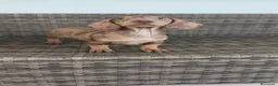 Teckel Miniatura perros en venta: Teckel Mini macho Merle chocolate  - Anuncio 17