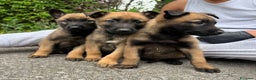 Pastor Belga Malinois perros en venta: Pastor belga malinois  - Anuncio 1