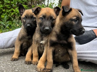 Pastor Belga Malinois perros - Anuncio 21