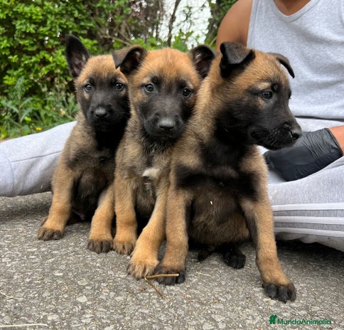 Pastor Belga Malinois perros - Anuncio 4