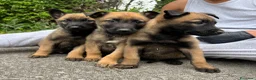 Pastor Belga Malinois perros en venta: Pastor belga malinois  - Anuncio 1