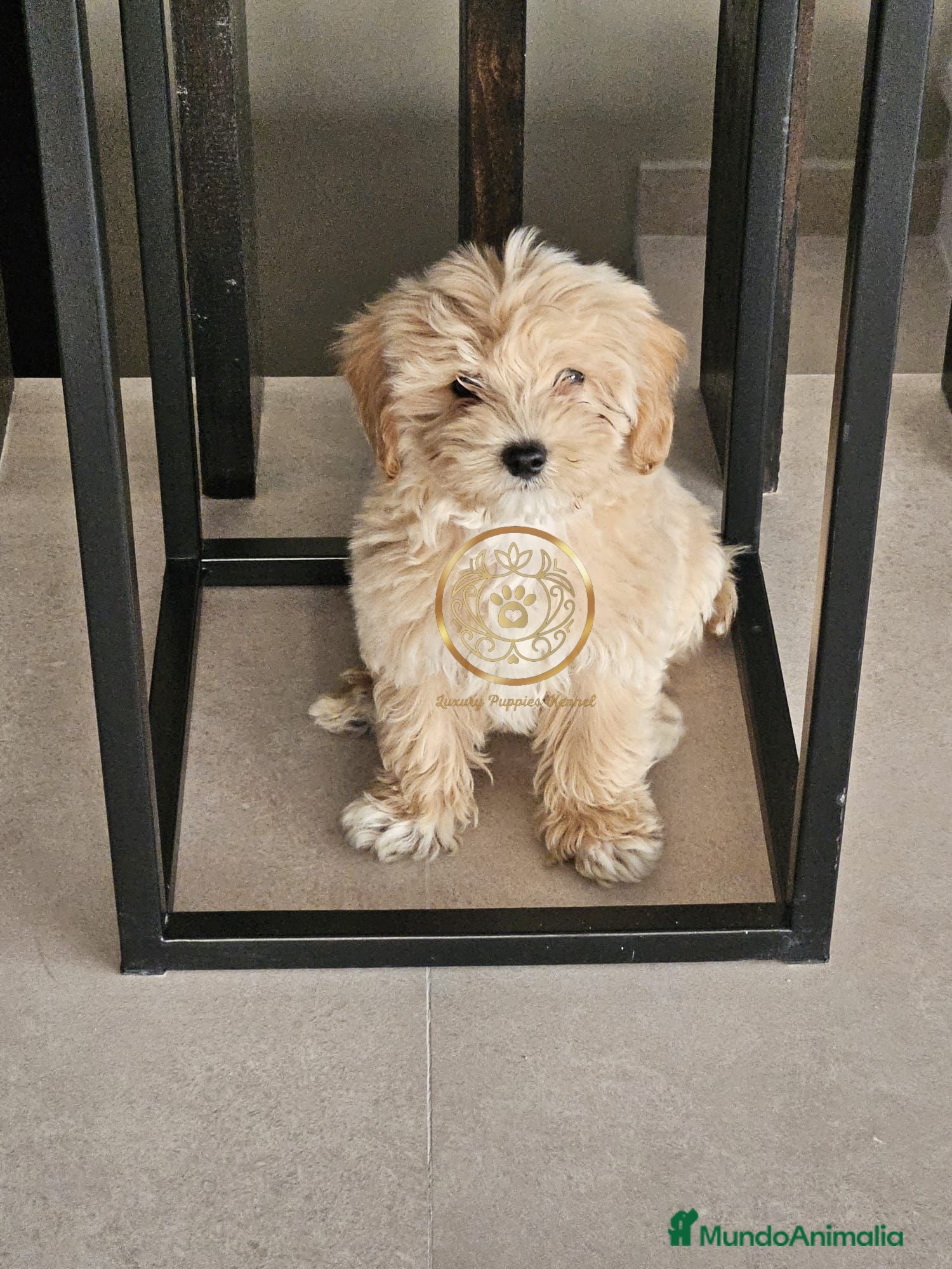 Maltipoo perros Maltipoo toy  - Anuncio 16