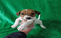 Jack Russell Terrier perros en venta: Jack Russell  - Imagen 1