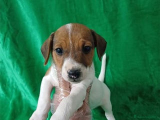Jack Russell Terrier perros - Anuncio 5