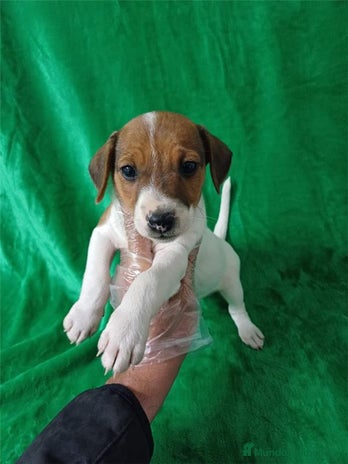 Jack Russell Terrier perros - Anuncio 1