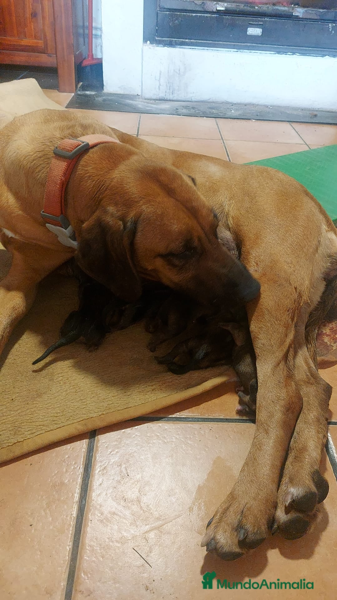 Rhodesian Ridgeback perros en venta: Rodhesian Ridgeback cachorros - Anuncio 8