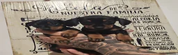 Teckel perros en venta: 🌟ÚLTIMA PAREJA DE TEKEL y Negros fuego🌟 - Anuncio 11