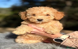 Caniche Toy perros en venta: CANICHE APRICOT DISPONIBLES - Anuncio 3