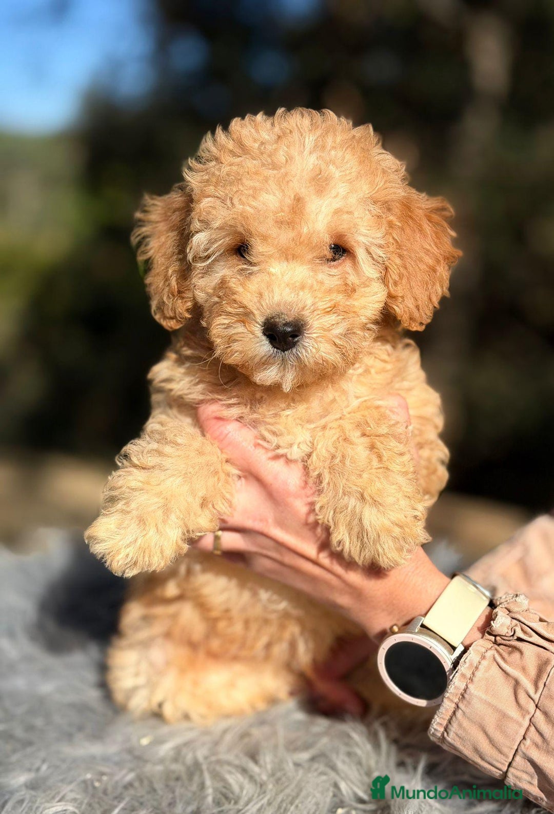 Caniche Toy perros en venta: CANICHE APRICOT DISPONIBLES - Anuncio 3