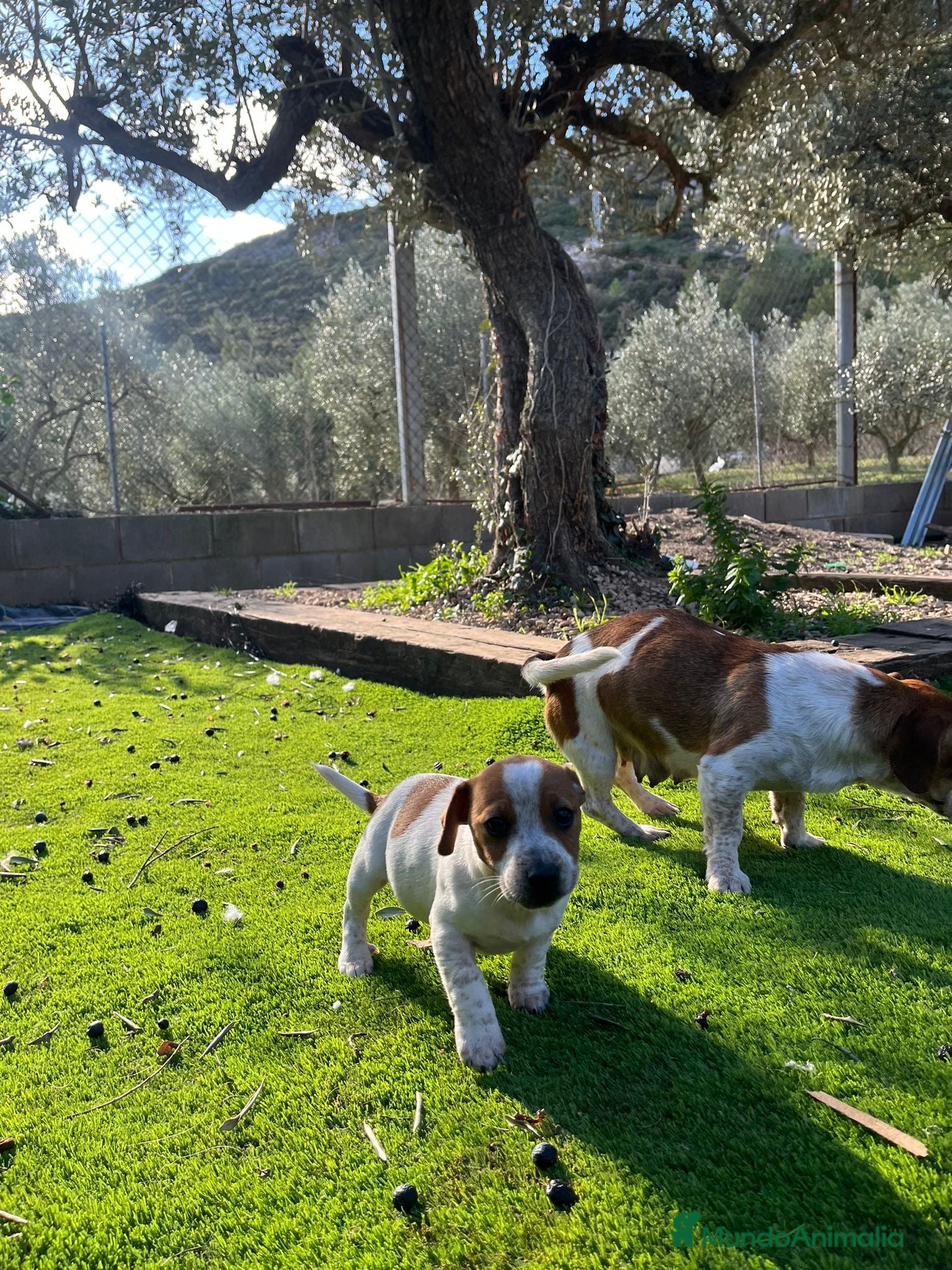 Jack Russell Terrier perros Jack patas cortas 🐾 - Anuncio 2