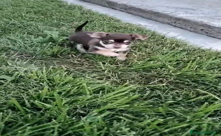 Chihuahua perros - Propaganda 3