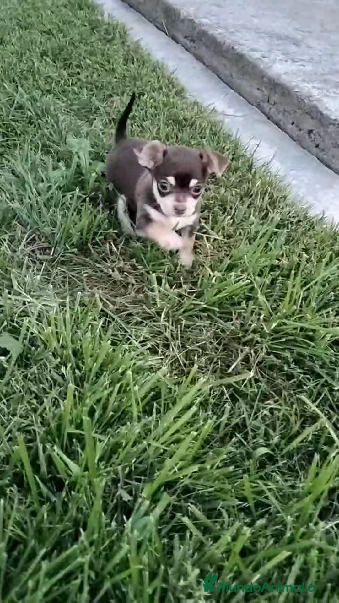 Chihuahua perros en venta: Chihuahua - Imagen 1