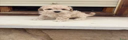 Maltipoo perros en venta: Maltipoo - Anuncio 4