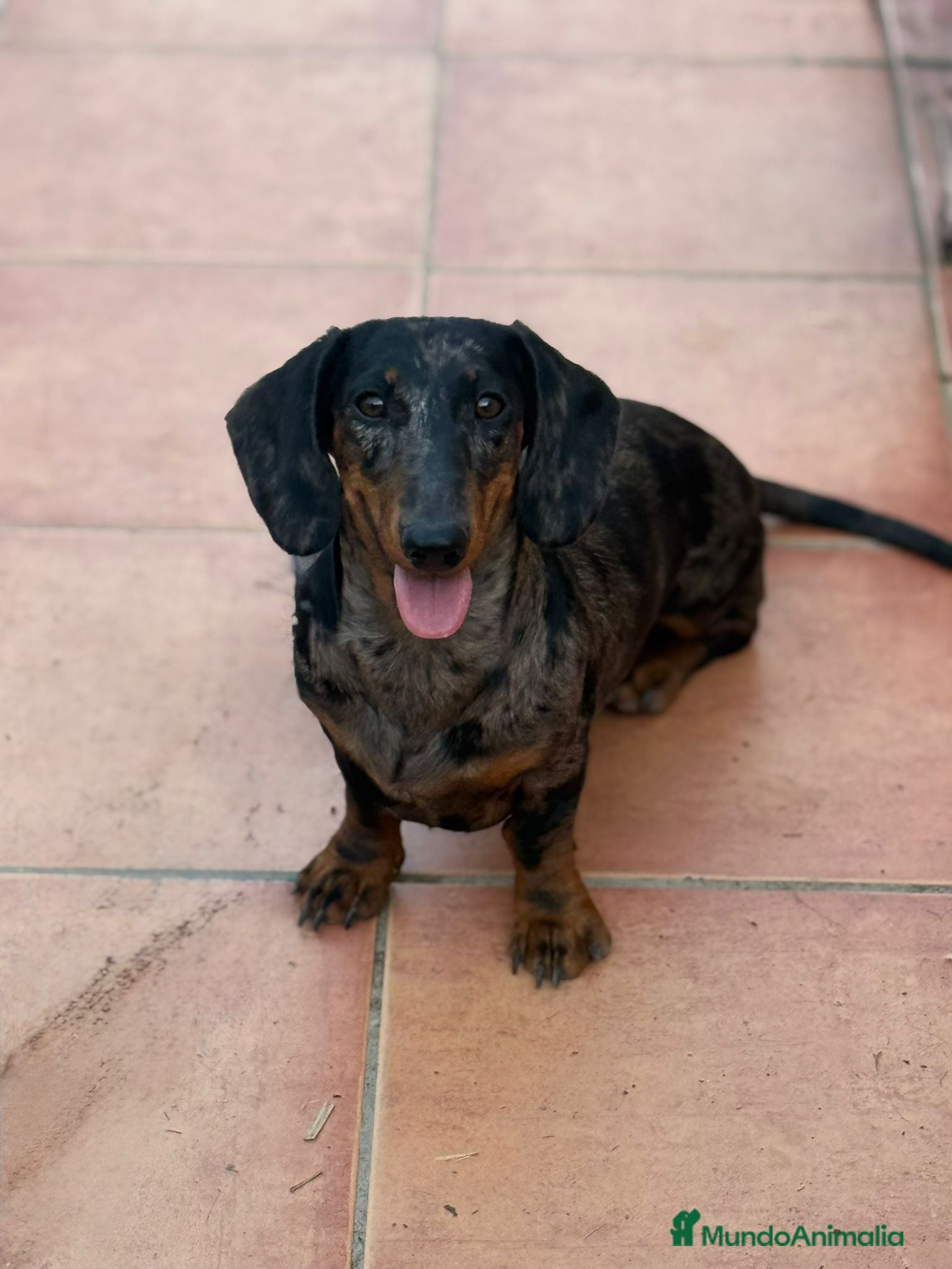 Teckel Miniatura perros Teckel Arlequín Plata para Montas  - Anuncio 2