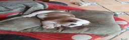 Bulldog Inglés perros en venta: Cachorro bulldog ingles  - Anuncio 19