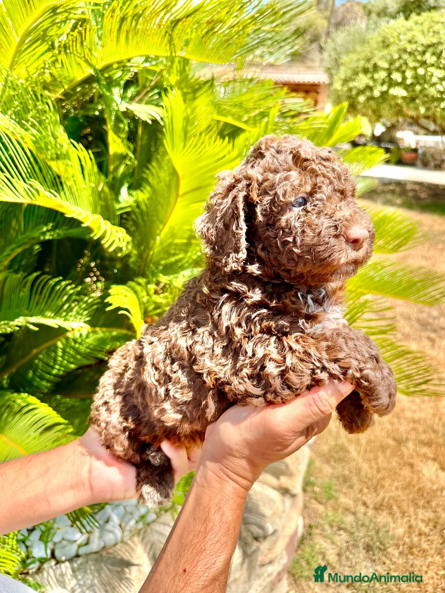 Perro de Agua Español perros Perro de Agua - Anuncio 1
