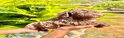 Perro de Agua Español perros en venta: Perro de Agua - Anuncio 1