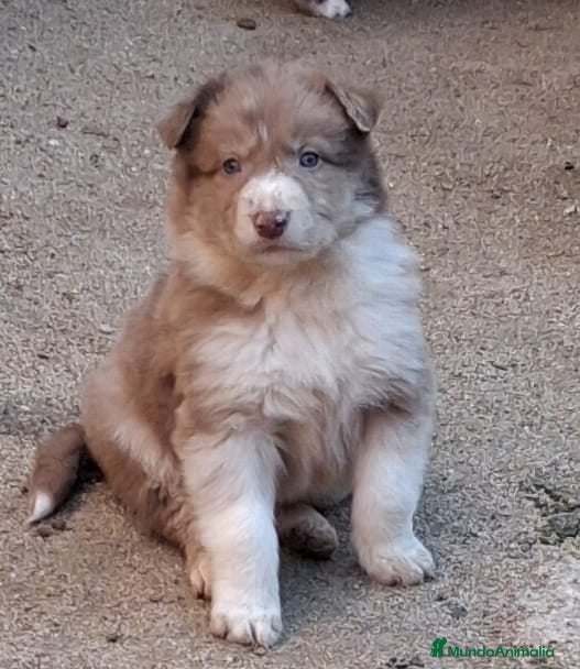 Border Collie perros Boder collie camada 1 - Anuncio 1