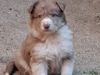 Border Collie perros Boder collie camada 1 - Anuncio 1