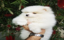 Pomerania perros en venta: Bonitos Pomerania - Anuncio 2