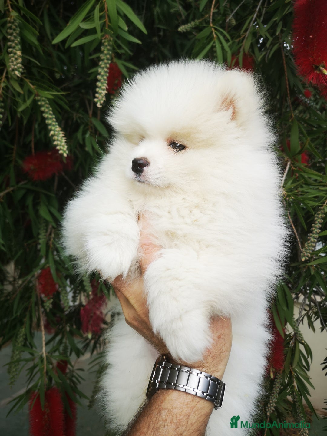 Pomerania perros en venta: Bonitos Pomerania - Anuncio 2