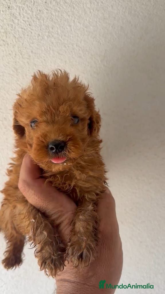 Caniche Toy perros Caniche Toy  - Anuncio 2