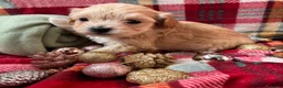 Maltipoo perros en venta: Maltipoo Toy Machos Fotos actuales!! - Anuncio 8