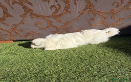 Raza Mixta perros en venta: Maltipom - Imagen 7