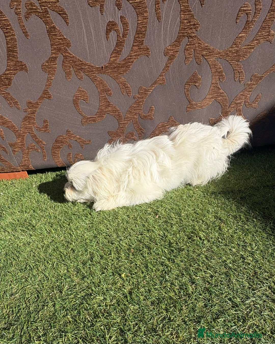 Raza Mixta perros en venta: Maltipom - Imagen 7