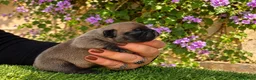 Bulldog Francés perros en venta: Cachorros de Bulldog Francés. - Anuncio 5