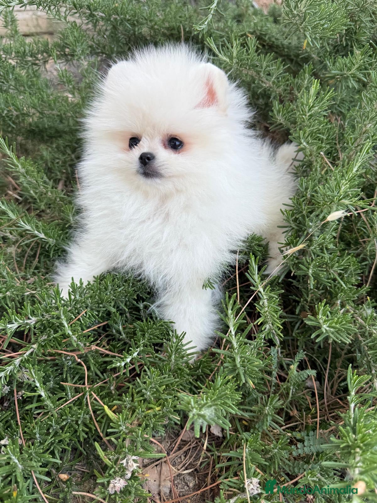 Pomerania perros en venta: Pomerania toy hembra lista para entregar  - Anuncio 3
