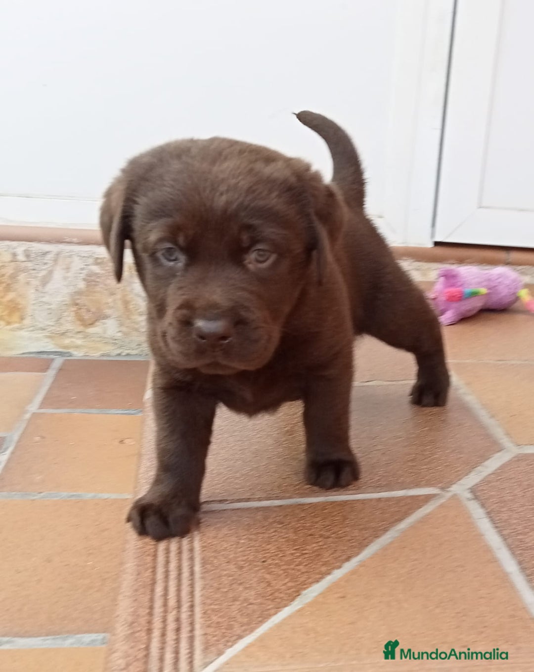 Labrador Retriever perros en venta: Labradores chocolates  - Imagen 3