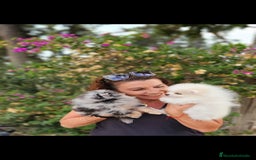 Pomerania perros en venta: Machitos pomerania  - Imagen 1