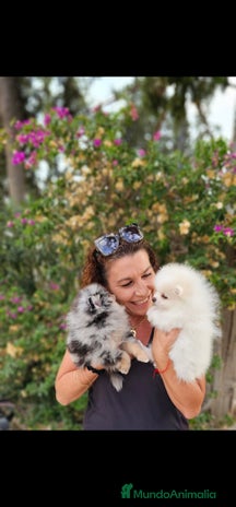 Pomerania perros - Anuncio 8