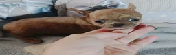 Chihuahua perros en venta: Chihuahua toy  - Anuncio 1