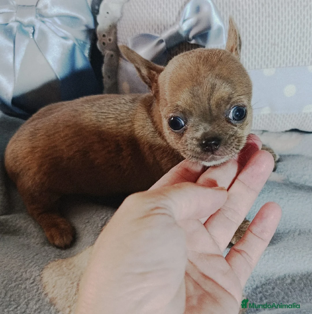 Chihuahua perros en venta: Chihuahua toy  - Anuncio 1