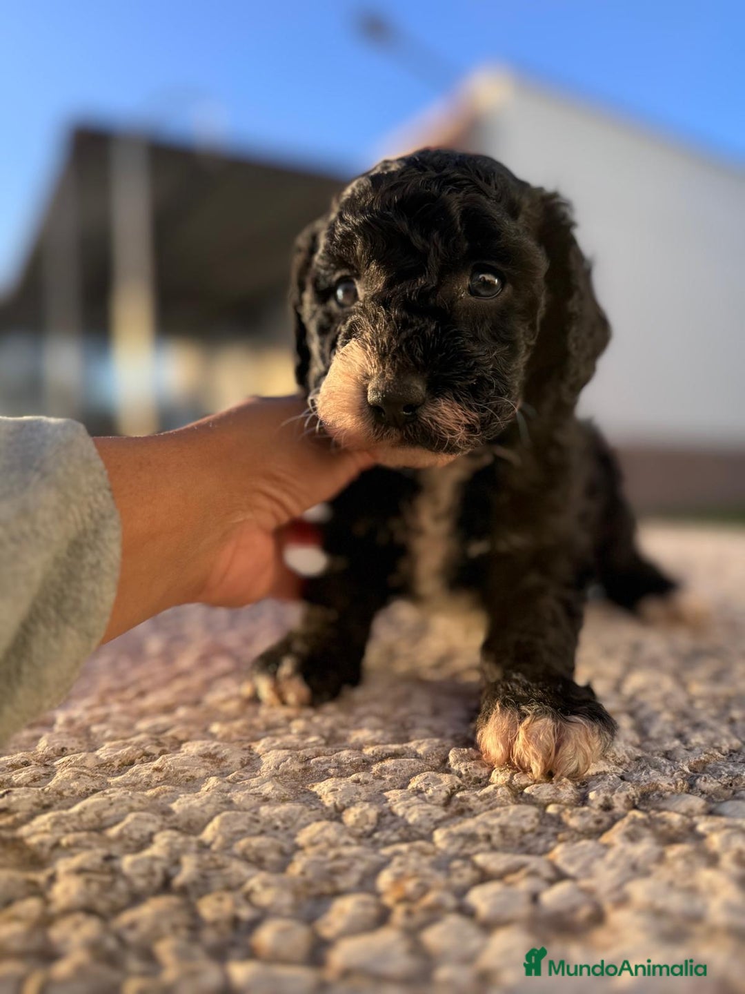 Perro de Agua Español perros en venta: PERRO DE AGUA HEMBRA RABONA - Anuncio 3