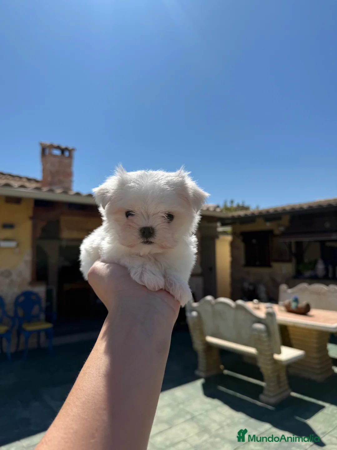 Bichón Maltés perros en venta: Bichon maltés coreano - Anuncio 2