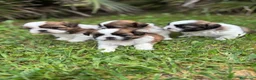 Shih Tzu perros en venta: Shih Tzu cachorros listos para entregar  - Anuncio 3