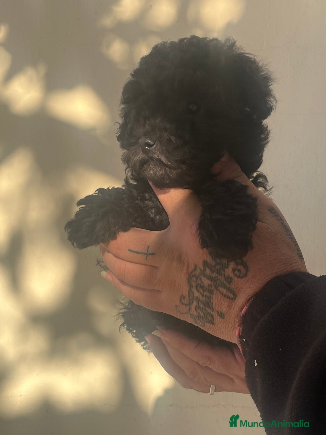 Caniche Toy perros en venta: Caniche toy - Anuncio 6