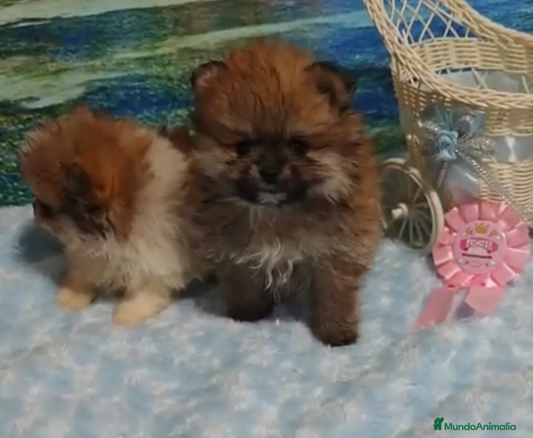 Pomerania perros en venta: POMERANIA - Anuncio 4