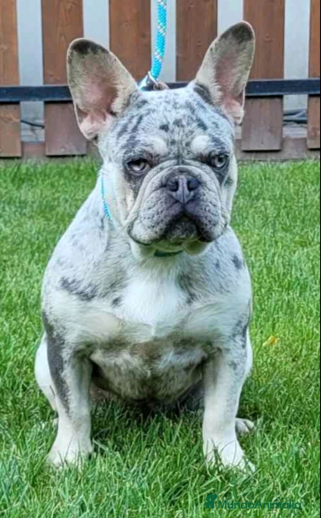 Bulldog Francés perros Bulldog francés adulta - Anuncio 2